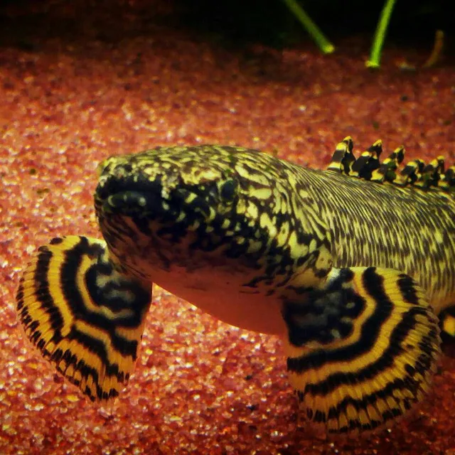 BARUBUN
