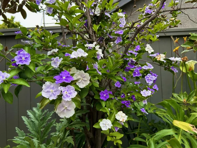 BRUNFELSIA
