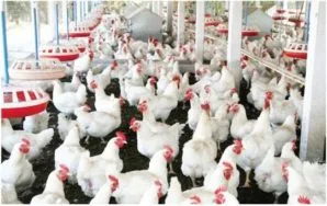 CHICKENMAN