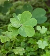 CLOVERS