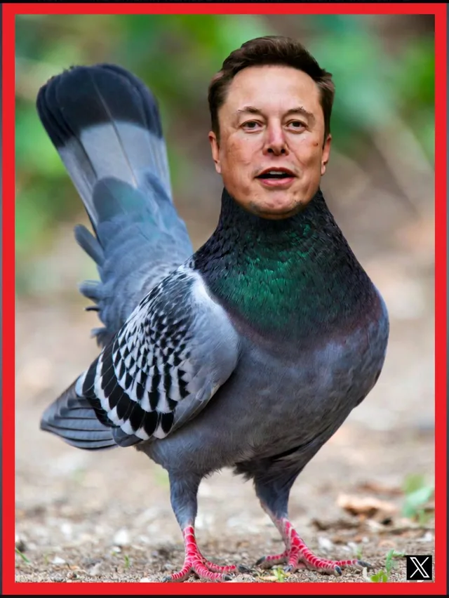 ELONPIGEON
