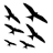 FLOCK