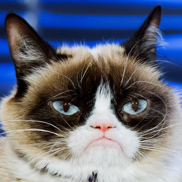GRUMPYCAT