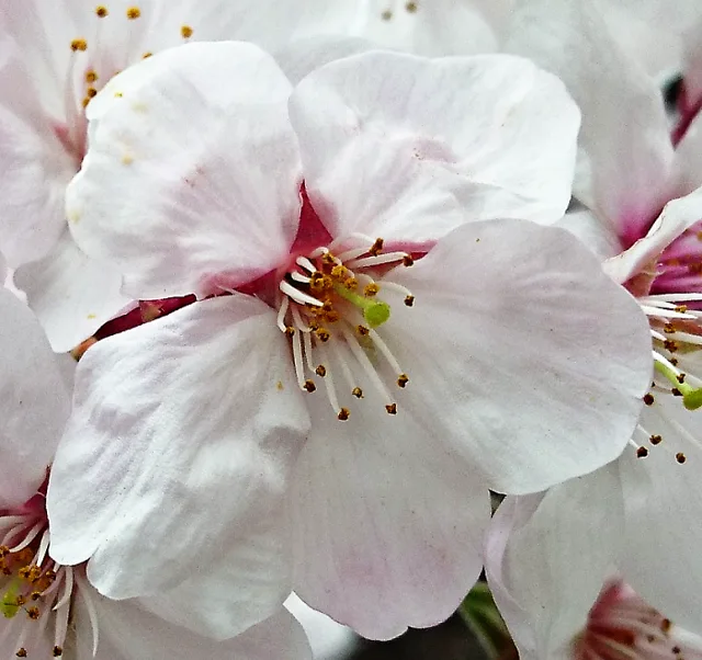HANAMI