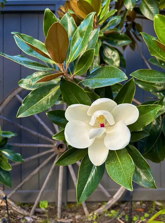 MAGNOLIAS