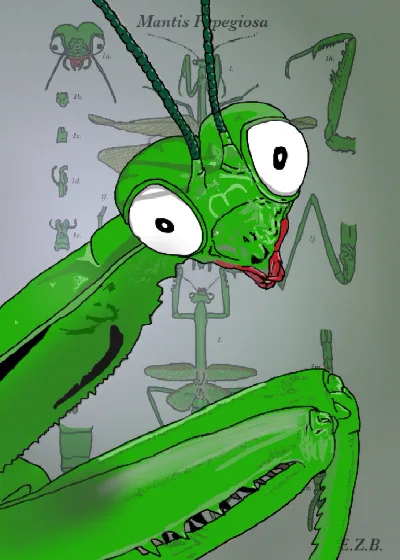 PEPEMANTIS