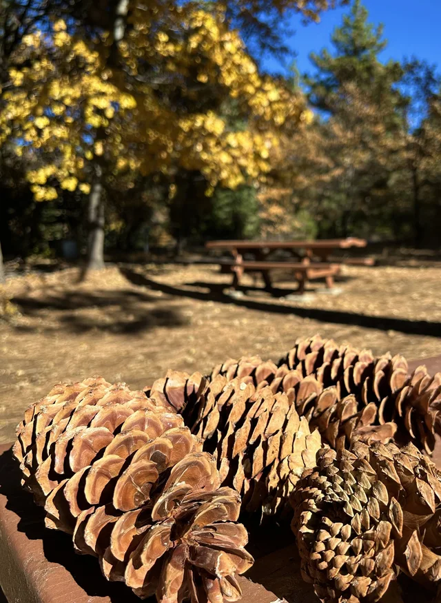 PINECONES