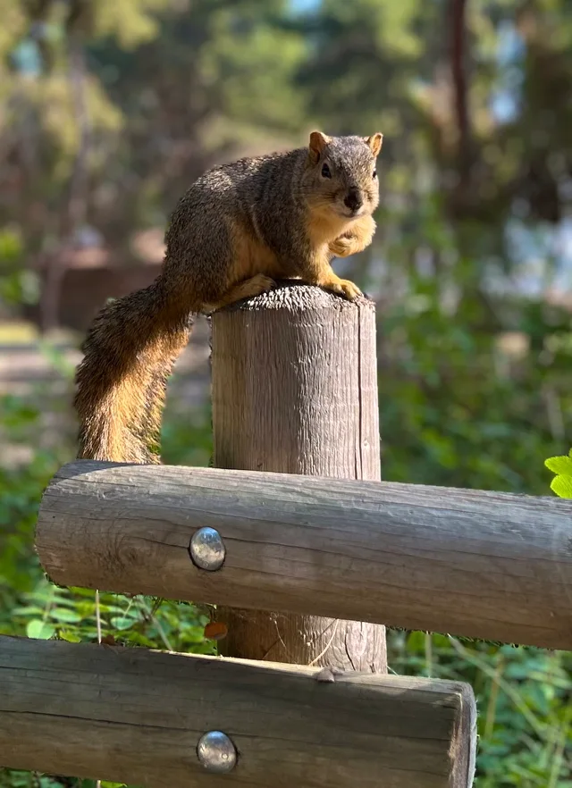 SQUIRRELY
