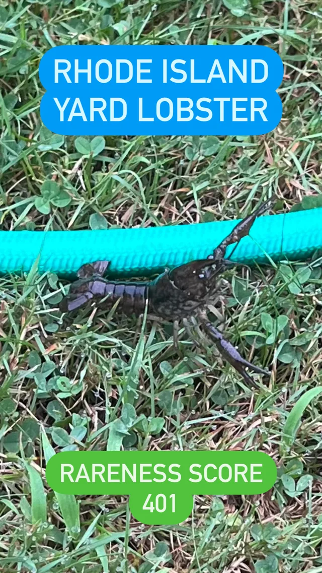 YARDLOBSTER